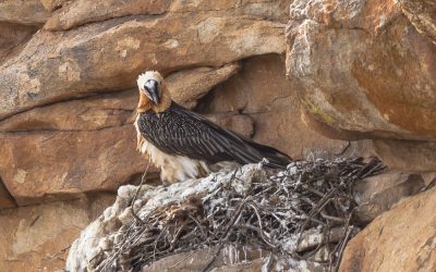 Lammergeyer in the nest Lammergeyer in the nest