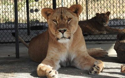 Zita-the-lion-in-WRC-Quarantine-Center Zita-the-lion-in-WRC-Quarantine-Center