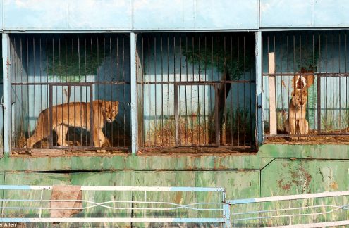 Zyumri zoo Zyumri zoo