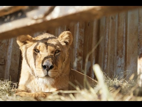 Gyumri Zoo Lions Transfer to the Caucasus Wildlife Refuge