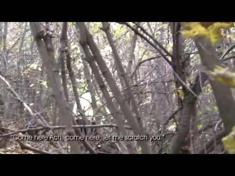 Bear Rescue in Tsaghkadzor / Արջի փրկարարական առաքելություն Ծաղկաձորում